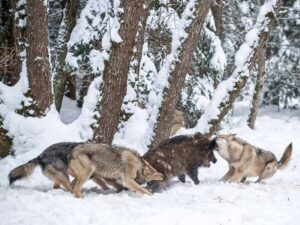 Волки напали на кабана фото